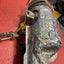 Citroen Berlingo/Peugeot Partner CATALYTIC CONVERTER DPF 1.6 2012-2016 (2*6 Pins) P/N 1005142X - 3 / 1005143X